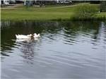 A group of white birds in the lake at TOWN & COUNTRY CAMP RESORT - thumbnail