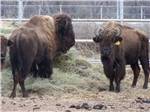 Bison at ROCKWELL RV PARK - thumbnail