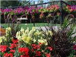 Beautiful and colorful flowers beside large lawned area at OUTDOORSY BAYFIELD - thumbnail