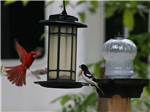 Bird feeder at CAMPGROUND AT BARNES CROSSING - thumbnail