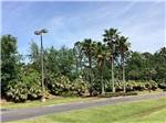 Road lined with trees and greenery at HOLLYWOOD CASINO RV PARK- GULF COAST - thumbnail