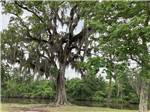 A large tree next to the water at PINE CREST RV PARK OF NEW ORLEANS - thumbnail