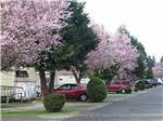 Flowering pink trees by the RV sites at MIDWAY RV PARK - thumbnail