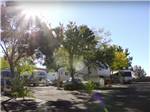 A group of RV sites with trees at VICTORIAN RV PARK - thumbnail