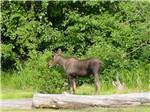 A moose grazing on foliage at ANCHORAGE SHIP CREEK RV PARK - thumbnail