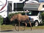 A moose walking through the campground at ANCHORAGE SHIP CREEK RV PARK - thumbnail