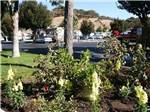 Some flowers in front of the RV sites at NOVATO RV PARK - thumbnail