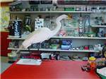 White bird standing on counter at general store at HIGHBANKS MARINA & CAMPRESORT - thumbnail
