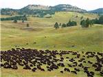 A herd of bison in a field nearby at FORT WELIKIT FAMILY CAMPGROUND - thumbnail