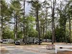 A group of RV sites under trees at COLD SPRINGS CAMP RESORT - thumbnail