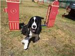 Dog exercise area at GOOD LIFE RV RESORT - thumbnail