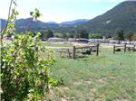 Grassy meadow with picnic tables, RVs in background at ELK MEADOW LODGE AND RV RESORT - thumbnail