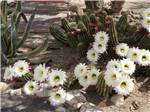 Cactus with flowers by a bench at DESERT GOLD RV RESORT - thumbnail