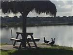 Picnic table on the water at SEA BREEZE RV COMMUNITY RESORT - thumbnail