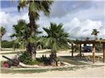 A group of palm trees next to picnic tables at SEA BREEZE RV COMMUNITY RESORT - thumbnail