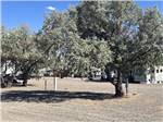 A couple of trees at the gravel RV sites at ELKO RV PARK - thumbnail