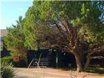 A large tree in front of the main building at TURQUOISE TRAIL CAMPGROUND & RV PARK - thumbnail