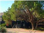 Stairway leading to main building near large tree at TURQUOISE TRAIL CAMPGROUND & RV PARK - thumbnail