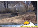 A resting deer with patches of snow around it at SUSANVILLE RV PARK - thumbnail