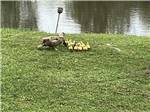A group of ducks in front of the pond at COUNTRY SIDE RV PARK - thumbnail