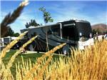 RV parked with wheat growing in the foreground at BORDERTOWN CASINO & RV RESORT - thumbnail