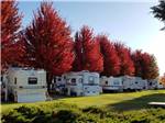 A row of travel trailers under fall foliage at PILOT RV PARK - thumbnail