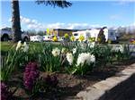 Flowers with RVs in the distance at BELLINGHAM RV PARK - thumbnail