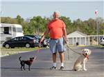 Man walking dogs at ENCORE BARRINGTON HILLS - thumbnail