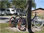 A couple of bikes leaning against a tree at BIG CYPRESS RV RESORT - thumbnail