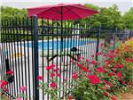 The fenced in pool with a rose bushes at COLORADO LANDING RV PARK - thumbnail
