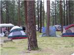 Tent camping area with trees at EAGLE LAKE RV PARK - thumbnail