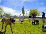 Dog exercise area at CANYON VISTAS RV RESORT - thumbnail