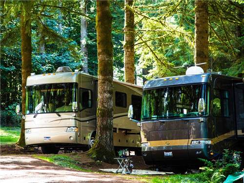 Two RVs parked in the woods at THOUSAND TRAILS PARADISE