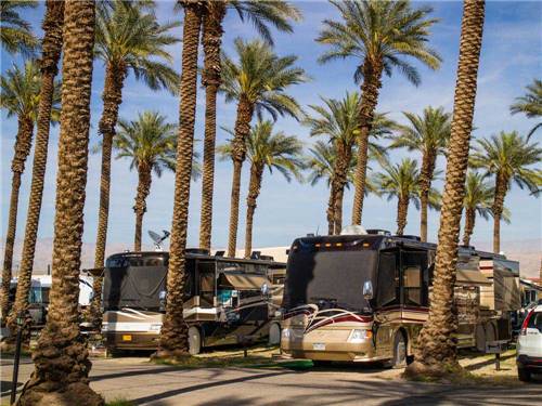 RVs parked at campground at THOUSAND TRAILS PALM SPRINGS