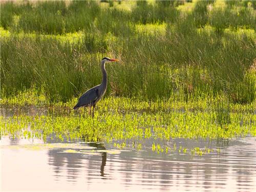 A blue heron perches at the Ridgefield Wildlife Refuge near DICKY'S RV RESORT