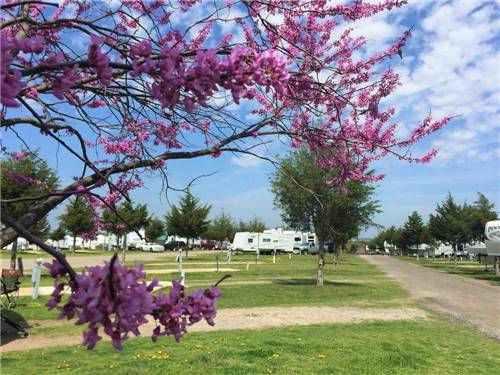 Pink pedals on tree with green lawns and trailers in background at CEDAR VALLEY RV PARK