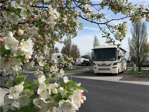 Flowers in front of an RV site at HORN RAPIDS RV RESORT