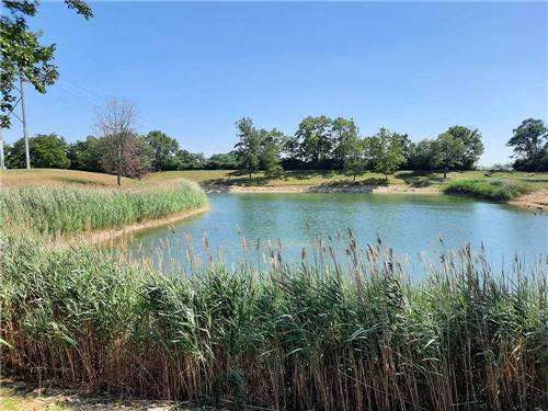 View of the water and cattails at LAKE HAVEN RETREAT