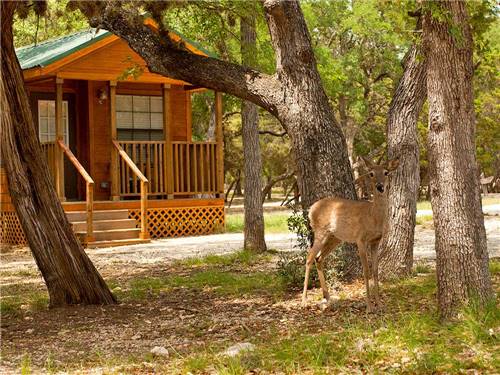 Deer at cabin with deck at THOUSAND TRAILS MEDINA LAKE