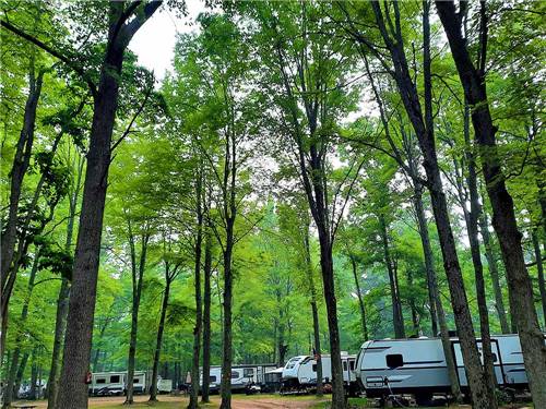 Travel trailers parked in sites surrounded by tall trees at APPLE CREEK CAMPGROUND & RV PARK