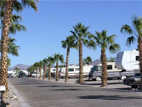 A palm tree lined paved road at the RV sites at 88 SHADES RV PARK