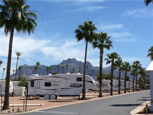 A row of RV sites with palm trees at WEAVER'S NEEDLE RV RESORT