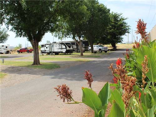 RVs parked under trees with colorful plants in foreground at ELK CREEK RV PARK
