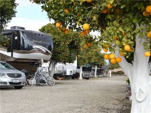 RVs parked among orange trees at ORANGE GROVE RV PARK