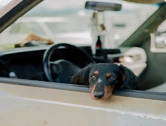 Image of a dog in the driver's seat of a car looking out the window