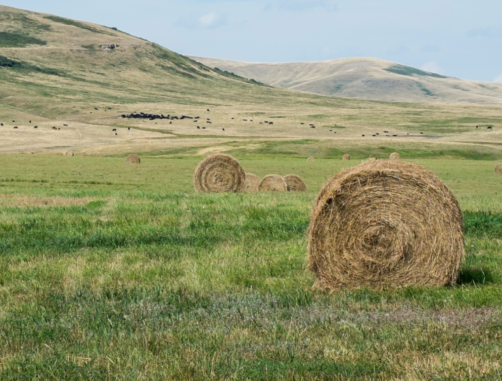 bales of hay in a field