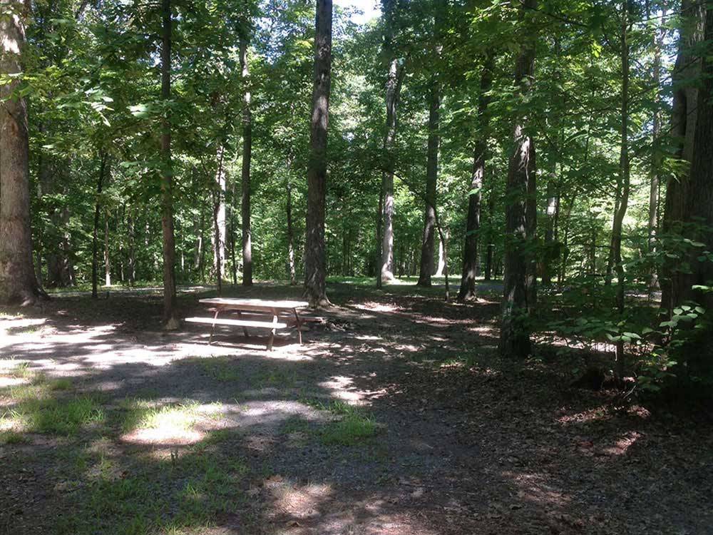 Picnic table in the woods at GREENVILLE FARM FAMILY CAMPGROUND