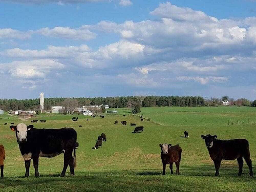Cows grazing in the country at GREENVILLE FARM FAMILY CAMPGROUND