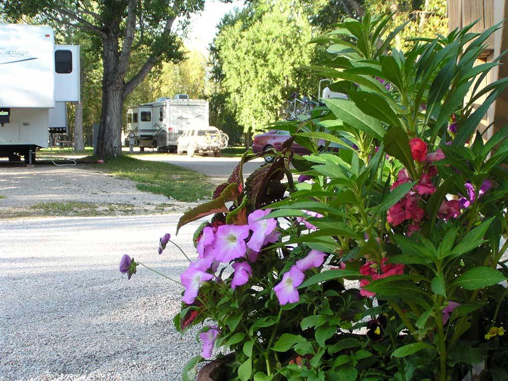 Flowers at campground with campers and trailers at DEER PARK