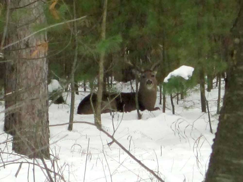 Deer in the snow at LAKE DUBAY SHORES CAMPGROUND